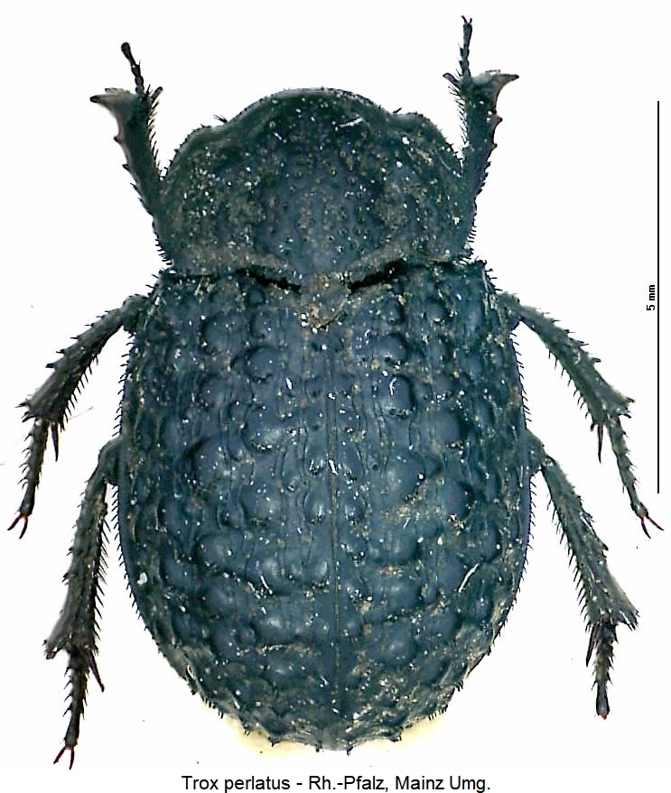 trox_perlatus_hab.jpg