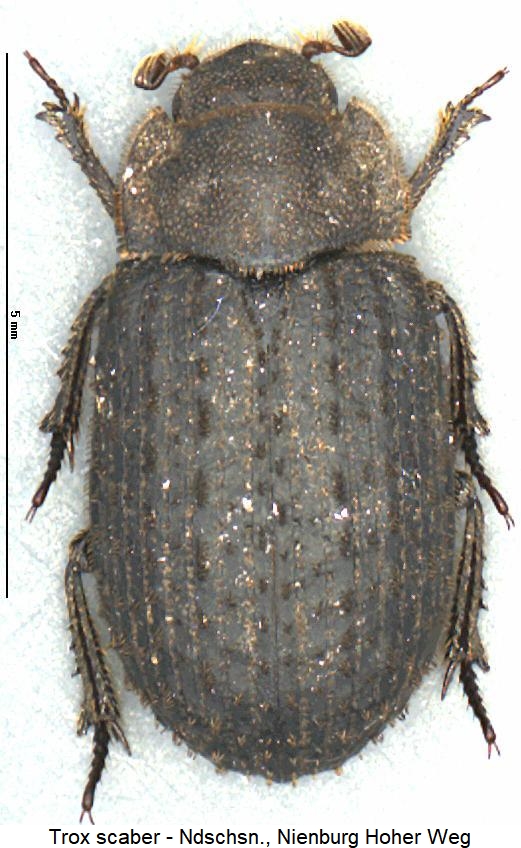 trox_scaber_hab2.jpg
