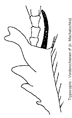 trypocopris_vschn.gif