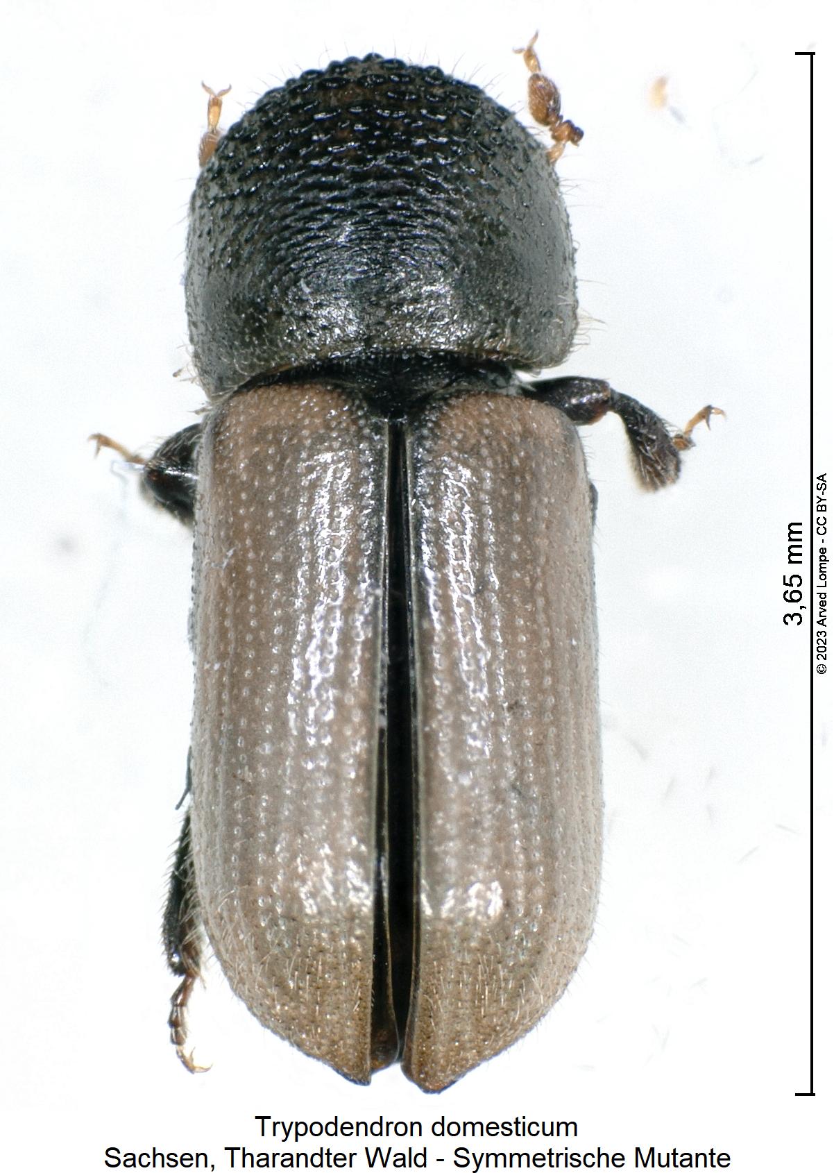trypodendron_domesticum_mutante_hab.jpg