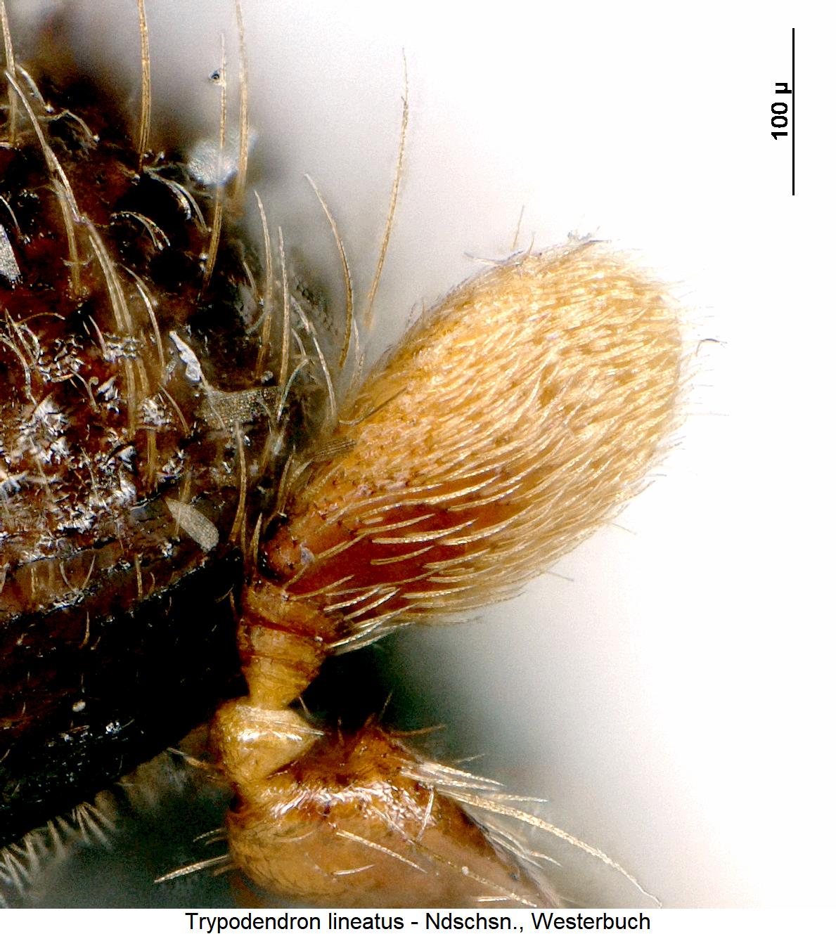 trypodendron_lineatus_f1.jpg