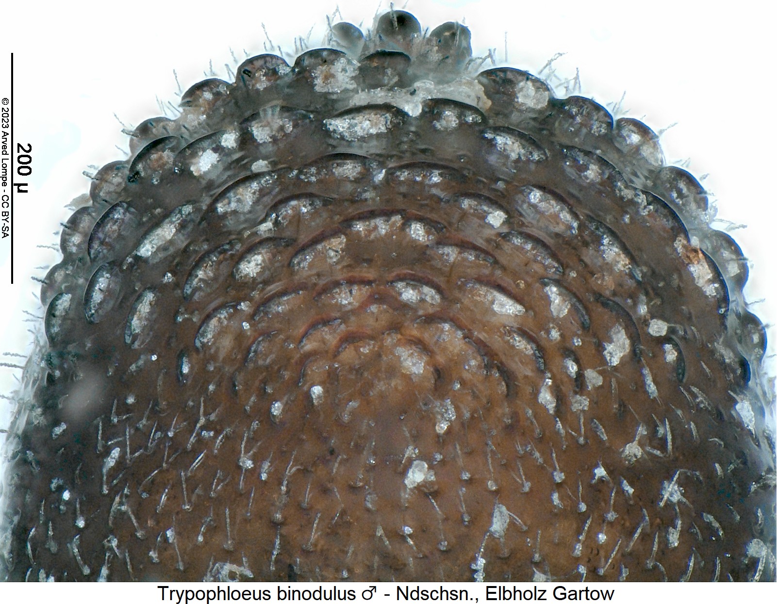 trypophloeus_binodulus_m_hsch1.jpg