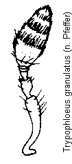 trypophloeus_granulatus_f.gif