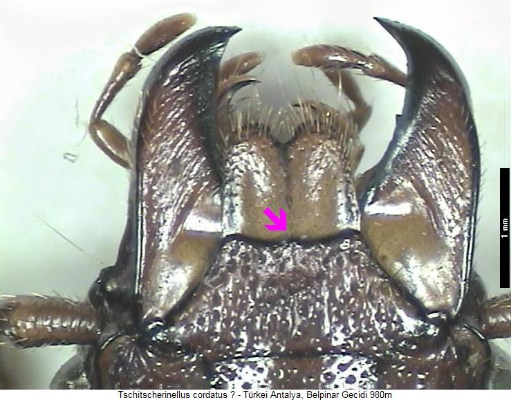 tschitscherinellus_cordatus2_k.jpg