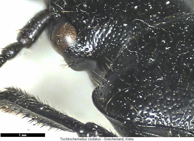 tschitscherinellus_cordatus_vk.jpg