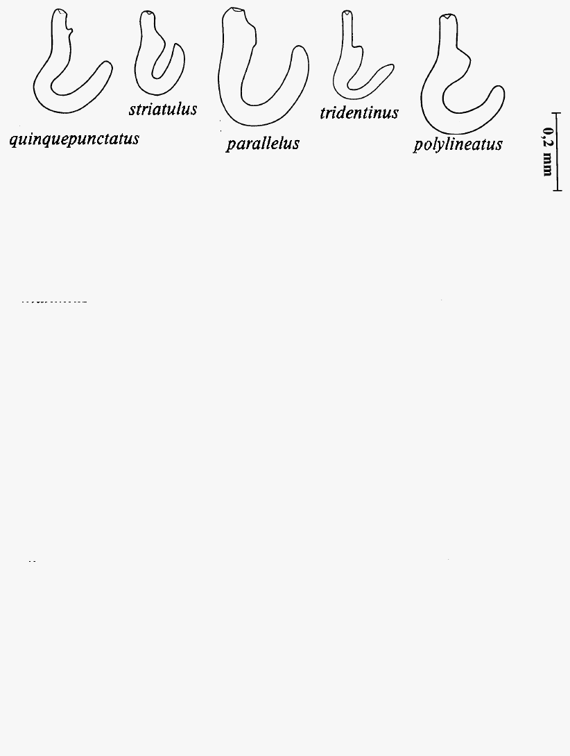tychius__sperm.gif