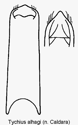 tychius_alhagi.gif