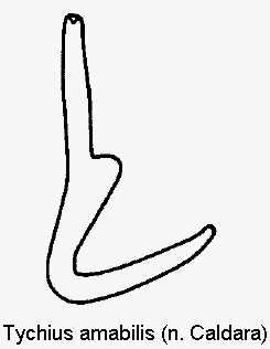 tychius_amabilis_sperm.gif