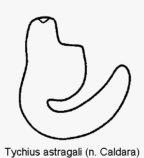 tychius_astragali_sperm.gif