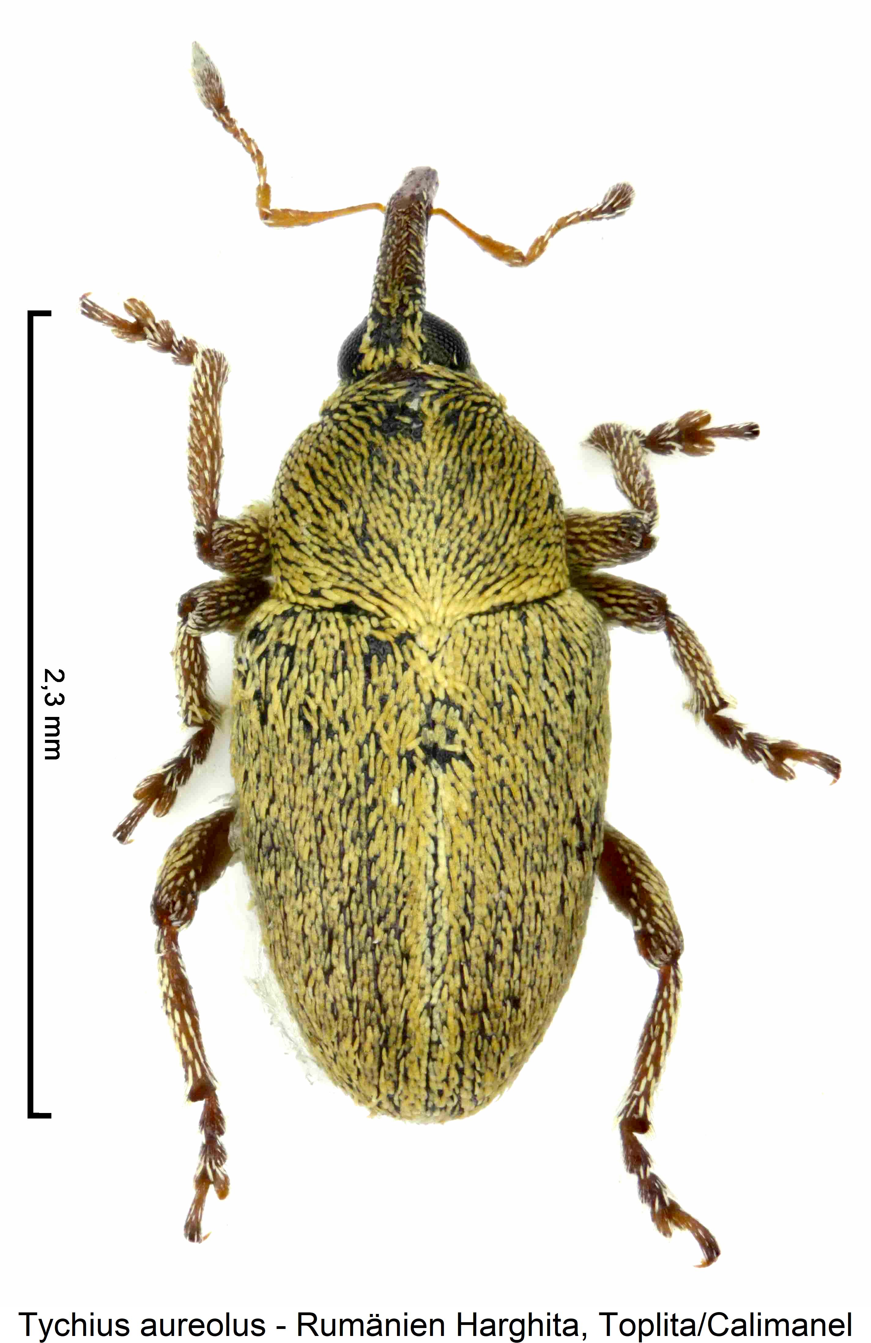 tychius_aureolus_hab.jpg