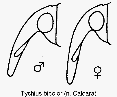 tychius_bicolor_k.gif