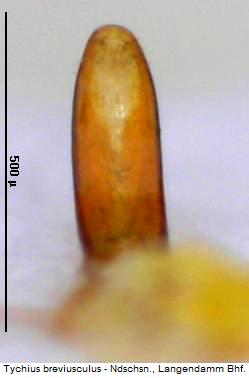 tychius_breviusculus.jpg