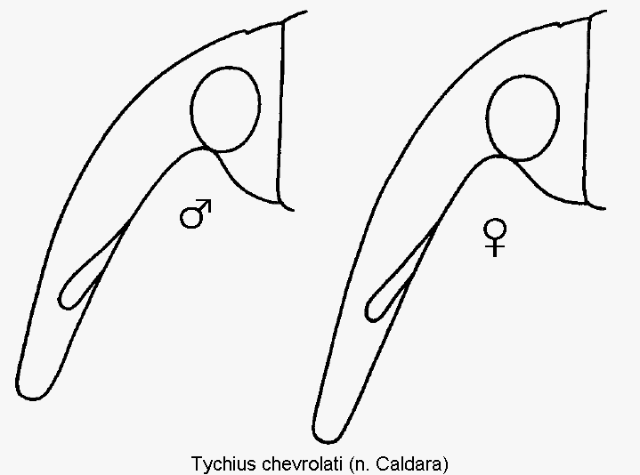 tychius_chevrolati_k.gif