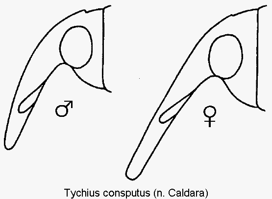 tychius_consputus_k.gif