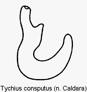 tychius_consputus_sperm.gif