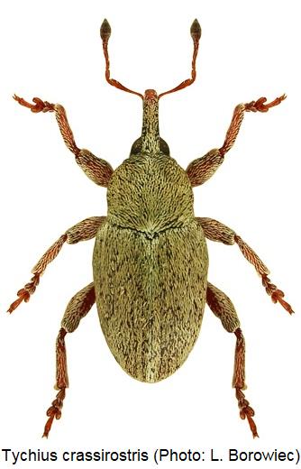 tychius_crassirostris_hab.jpg