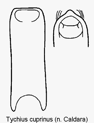 tychius_cuprinus.gif