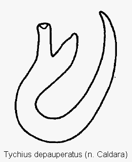 tychius_depauperatus_sperm.gif