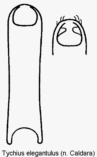 tychius_elegantulus.gif