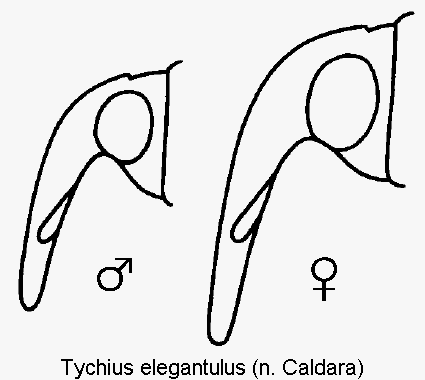 tychius_elegantulus_k.gif
