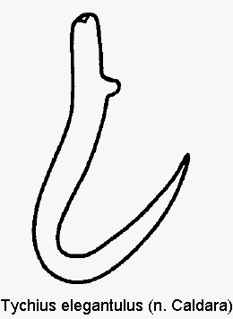 tychius_elegantulus_sperm.gif