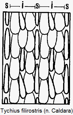 tychius_filirostris_int.gif