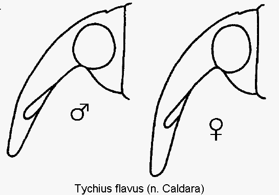tychius_flavus_k.gif