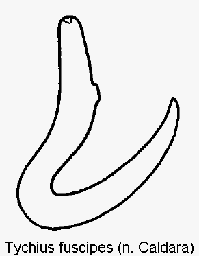 tychius_fuscipes_sperm.gif