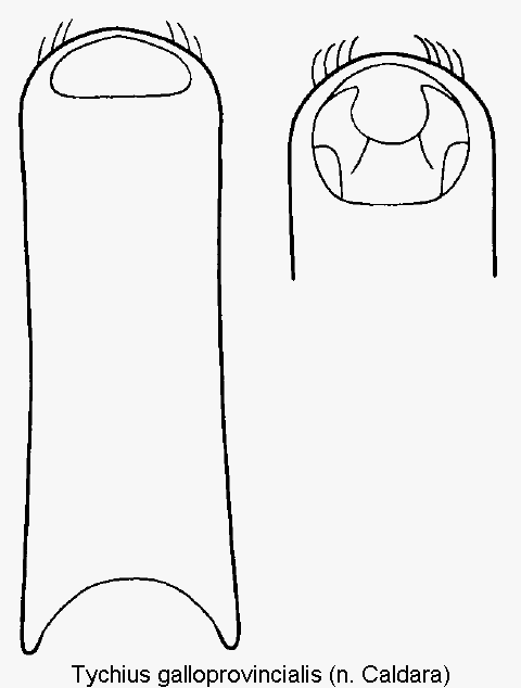 tychius_galloprovincialis.gif