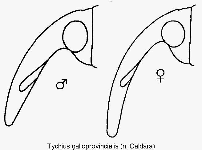 tychius_galloprovincialis_k.gif