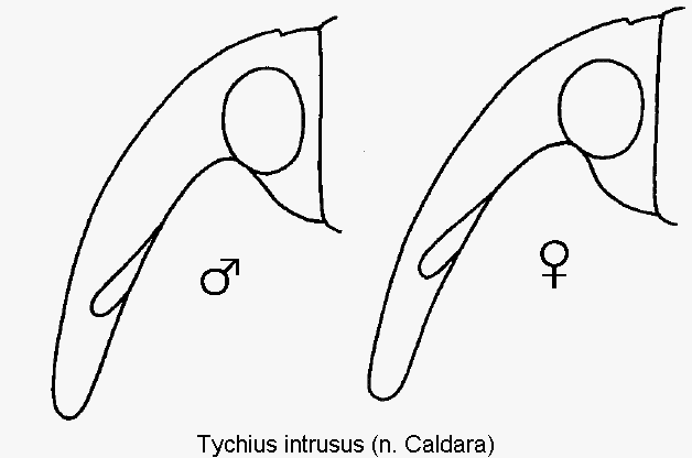 tychius_intrusus_k.gif