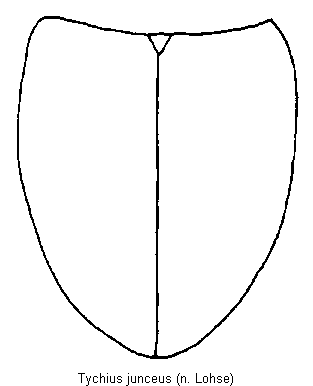 tychius_junceus_fld.gif
