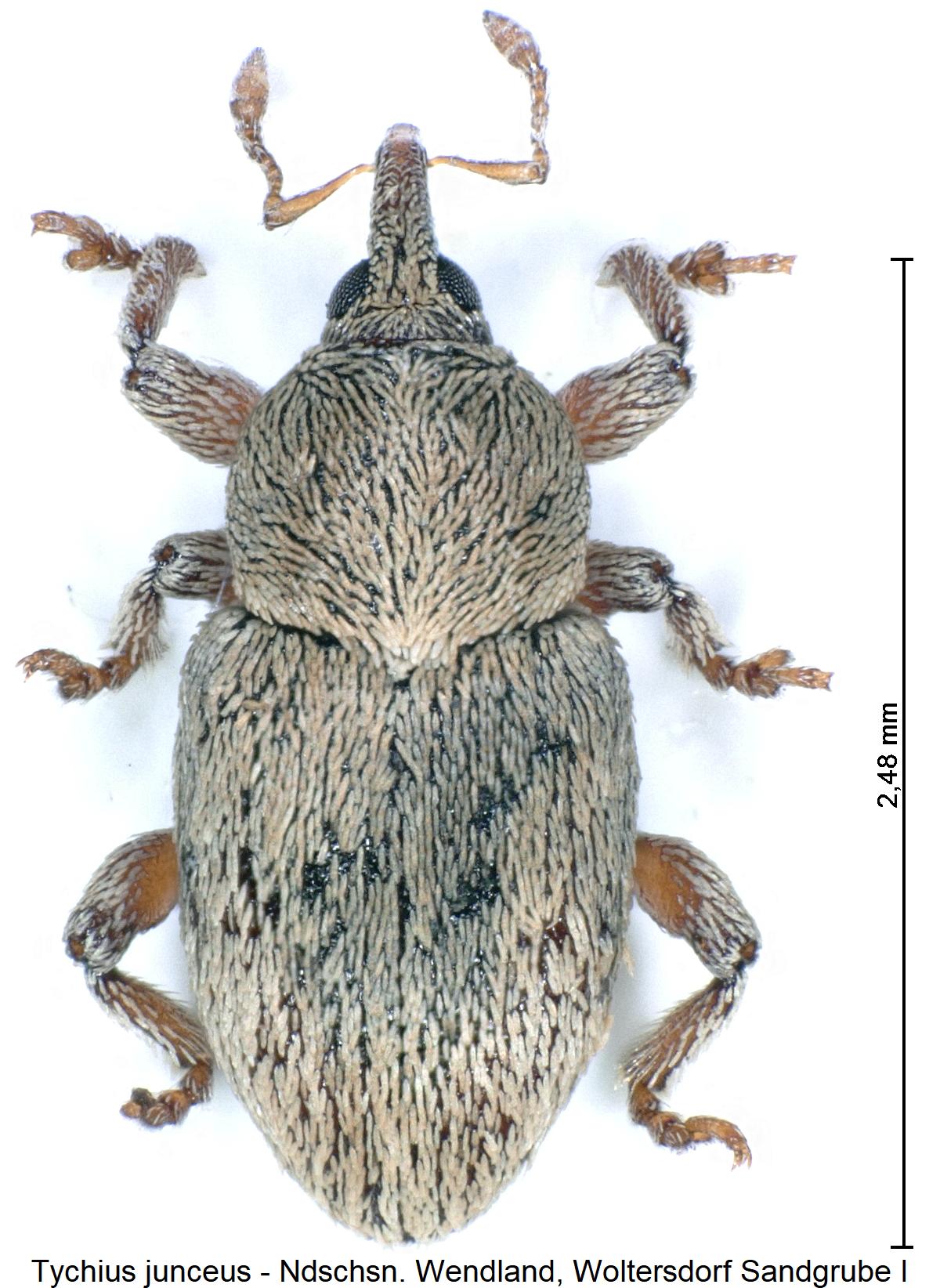 tychius_junceus_hab1.jpg