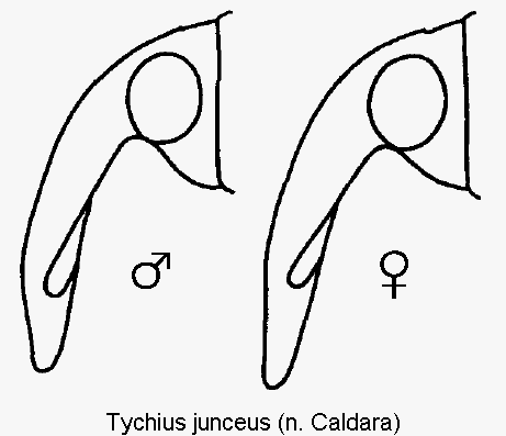 tychius_junceus_k1.gif