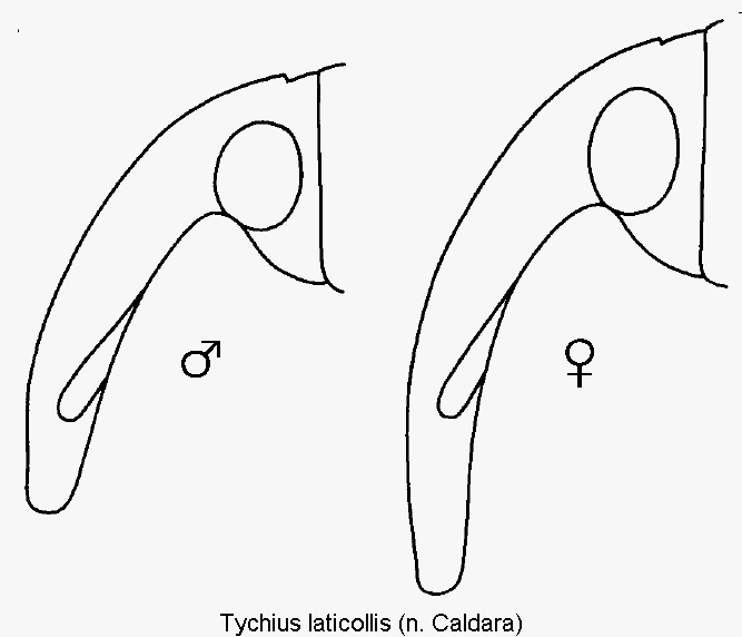tychius_laticollis_k.gif