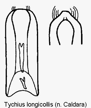 tychius_longicollis.gif