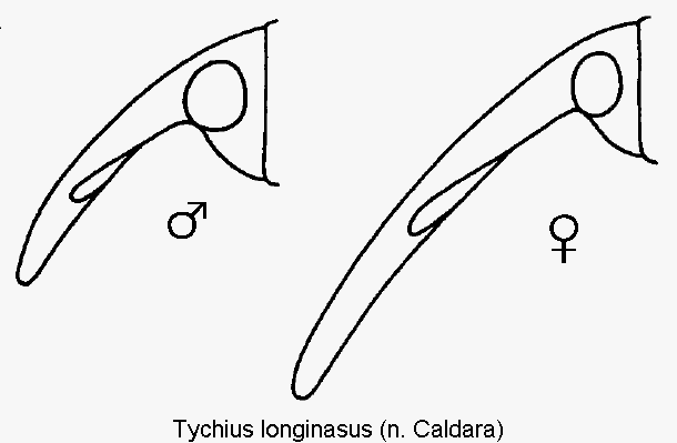 tychius_longinasus_k.gif