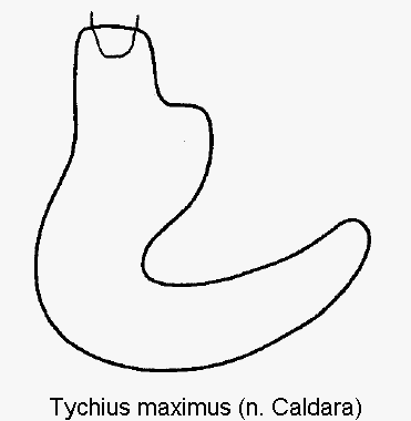 tychius_maximus_sperm.gif