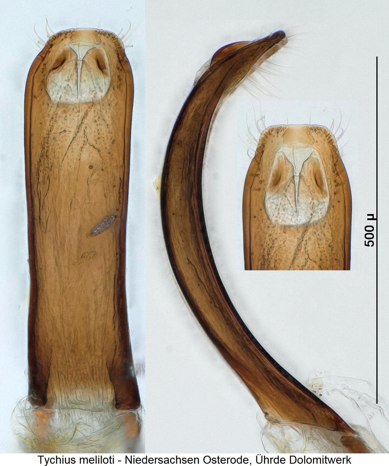 tychius_meliloti2.jpg