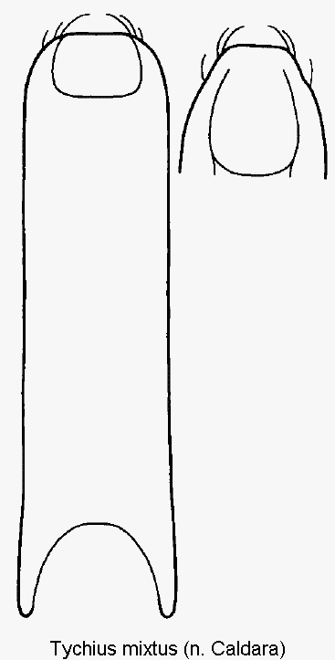 tychius_mixtus.gif