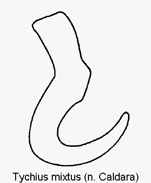 tychius_mixtus_sperm.gif