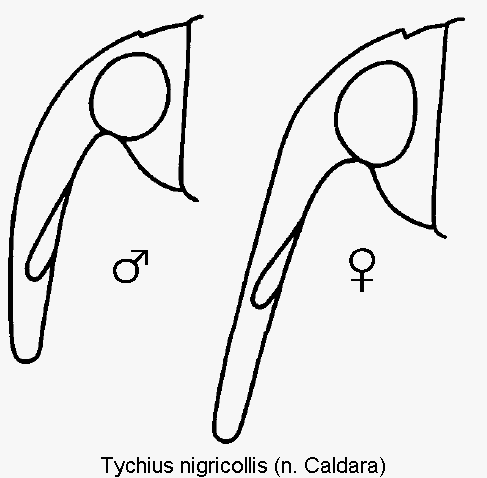 tychius_nigricollis_k.gif