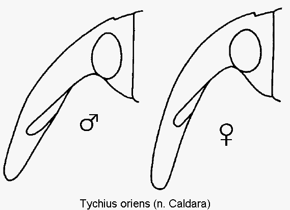 tychius_oriens_k.gif