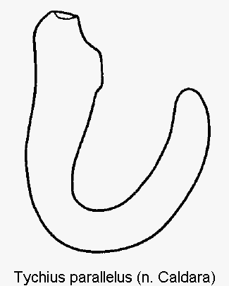 tychius_parallelus_sperm.gif