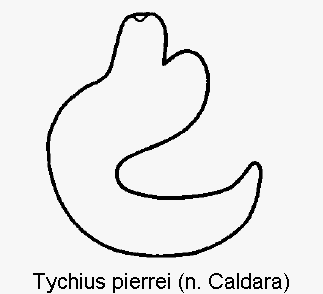 tychius_pierrei_sperm.gif