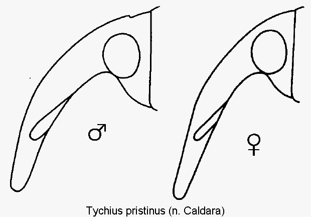 tychius_pristinus_k.gif