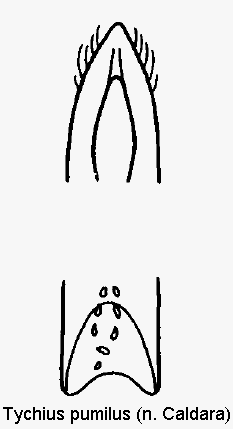 tychius_pumilus.gif