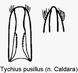 tychius_pusillus.gif