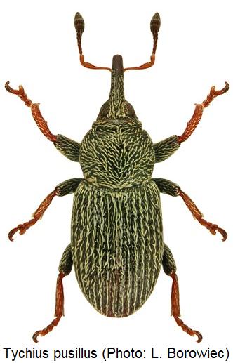 tychius_pusillus_hab.jpg