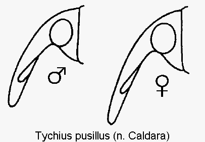 tychius_pusillus_k.gif